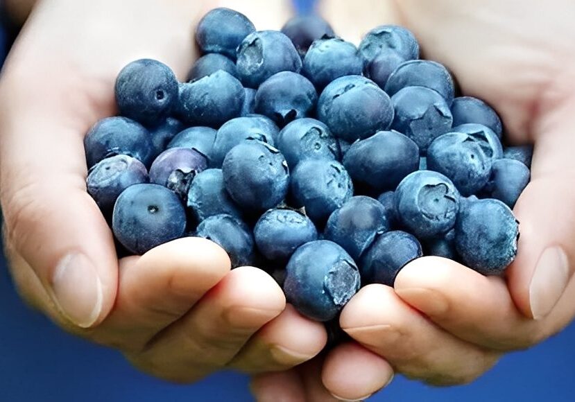 Hands holding fresh blueberries.