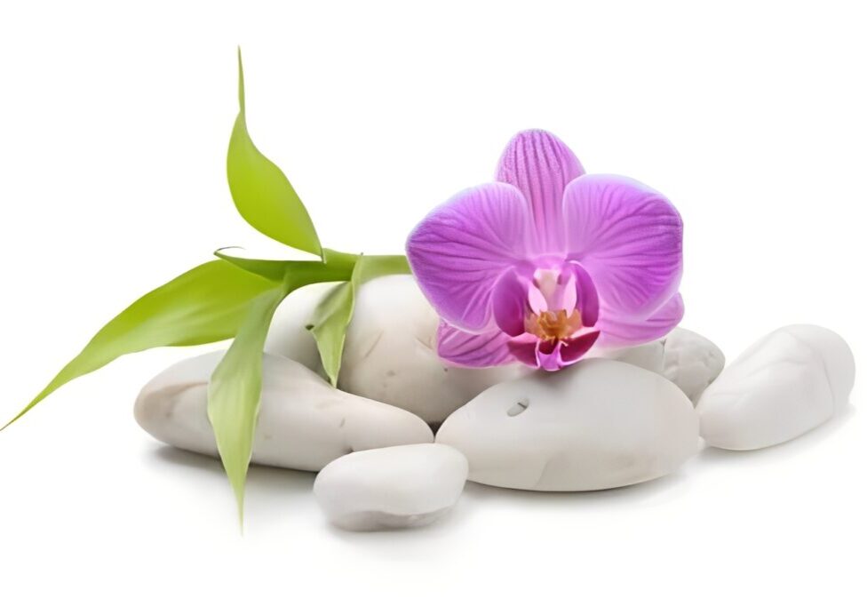 Pink orchid with green leaves on stones.