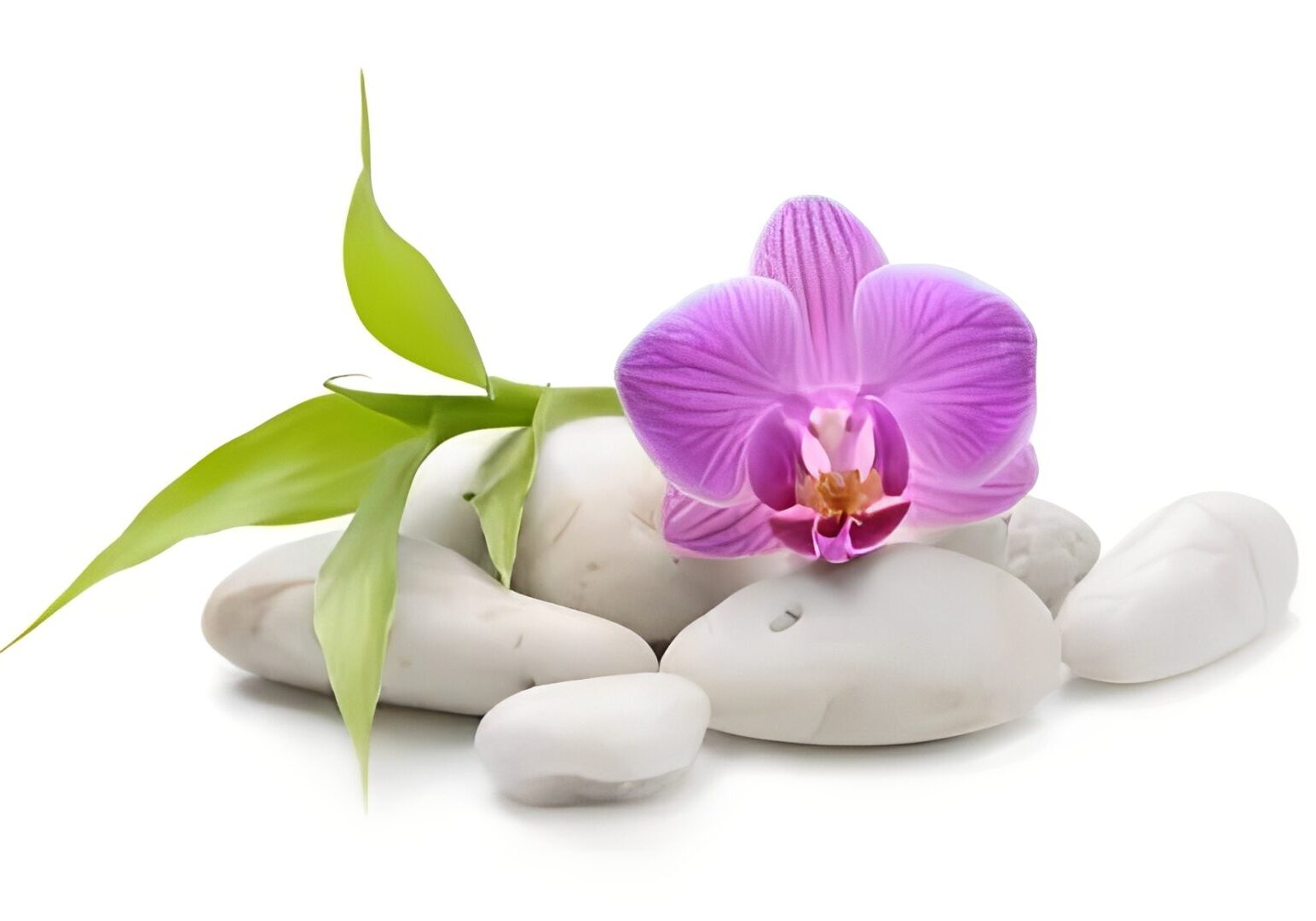 Pink orchid with green leaves on stones.